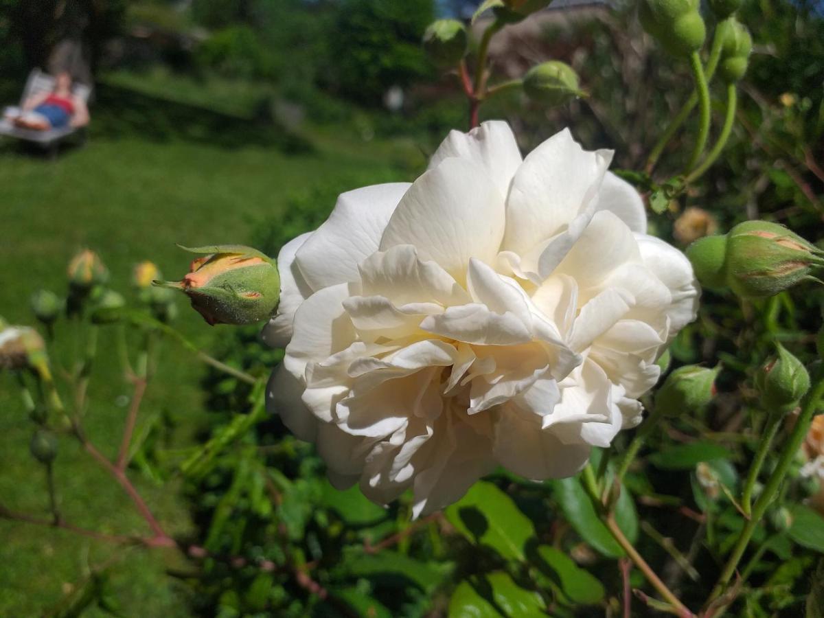 Le Jardin Secret Bed & Breakfast แซ็ง-ต็องโตแน็ง ภายนอก รูปภาพ